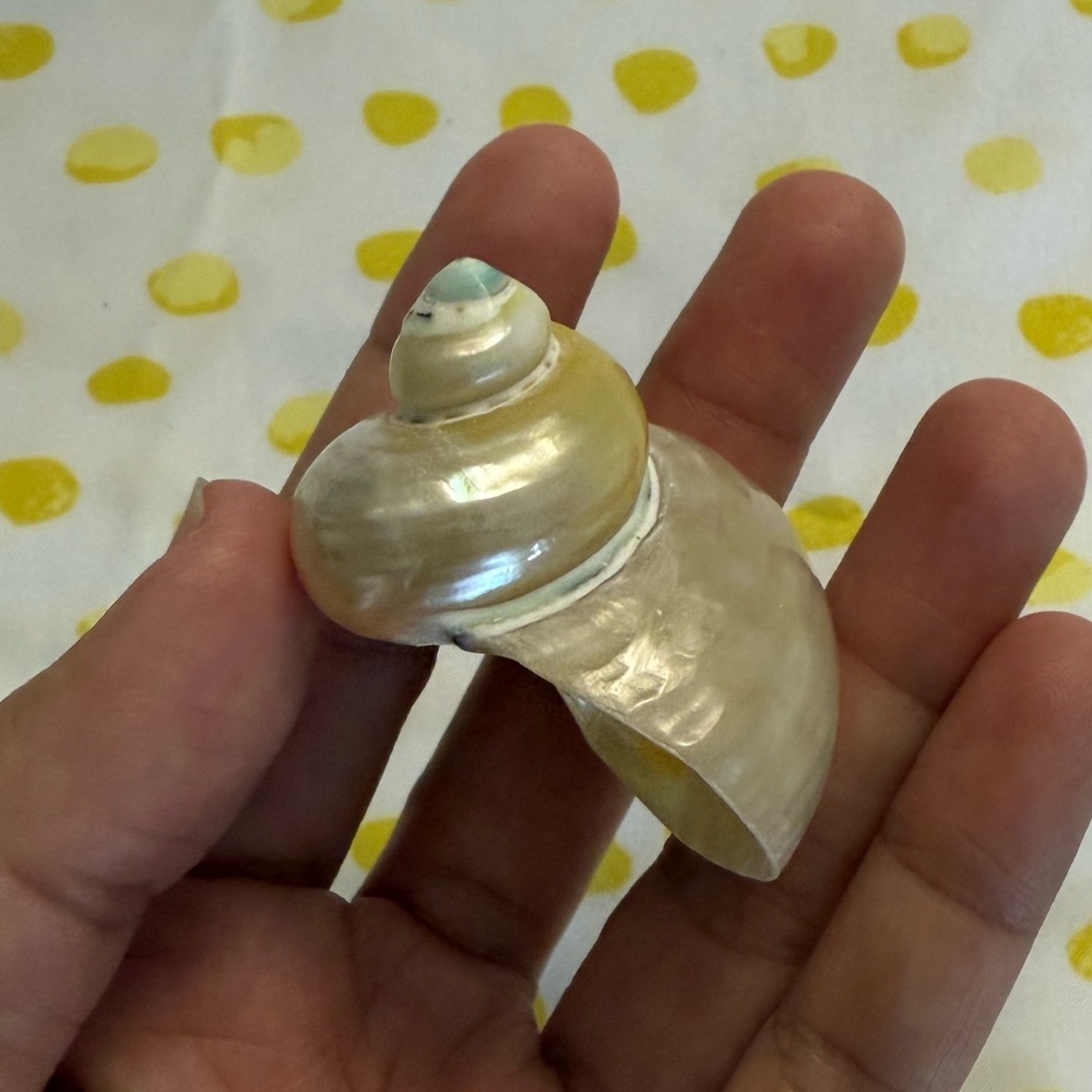🐚Pearl Turbo Shell